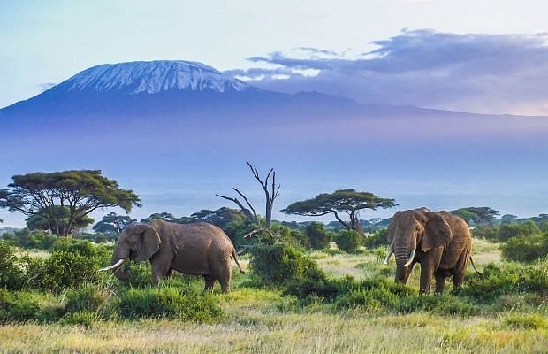 Trekkers following a mountain trail on Kilimanjaro