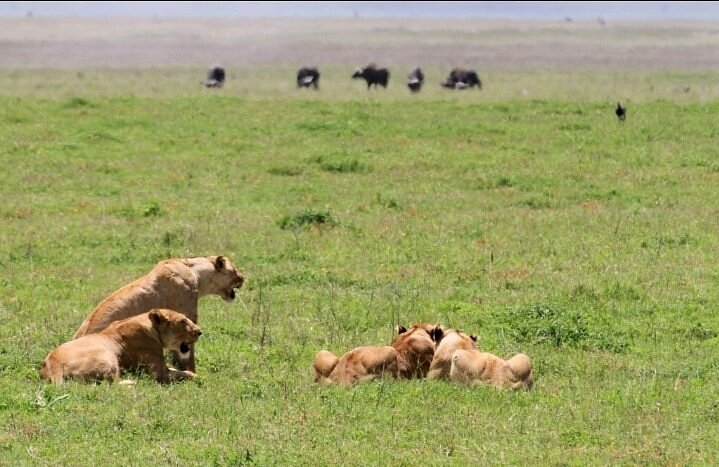 Ngorongoro crater landscape