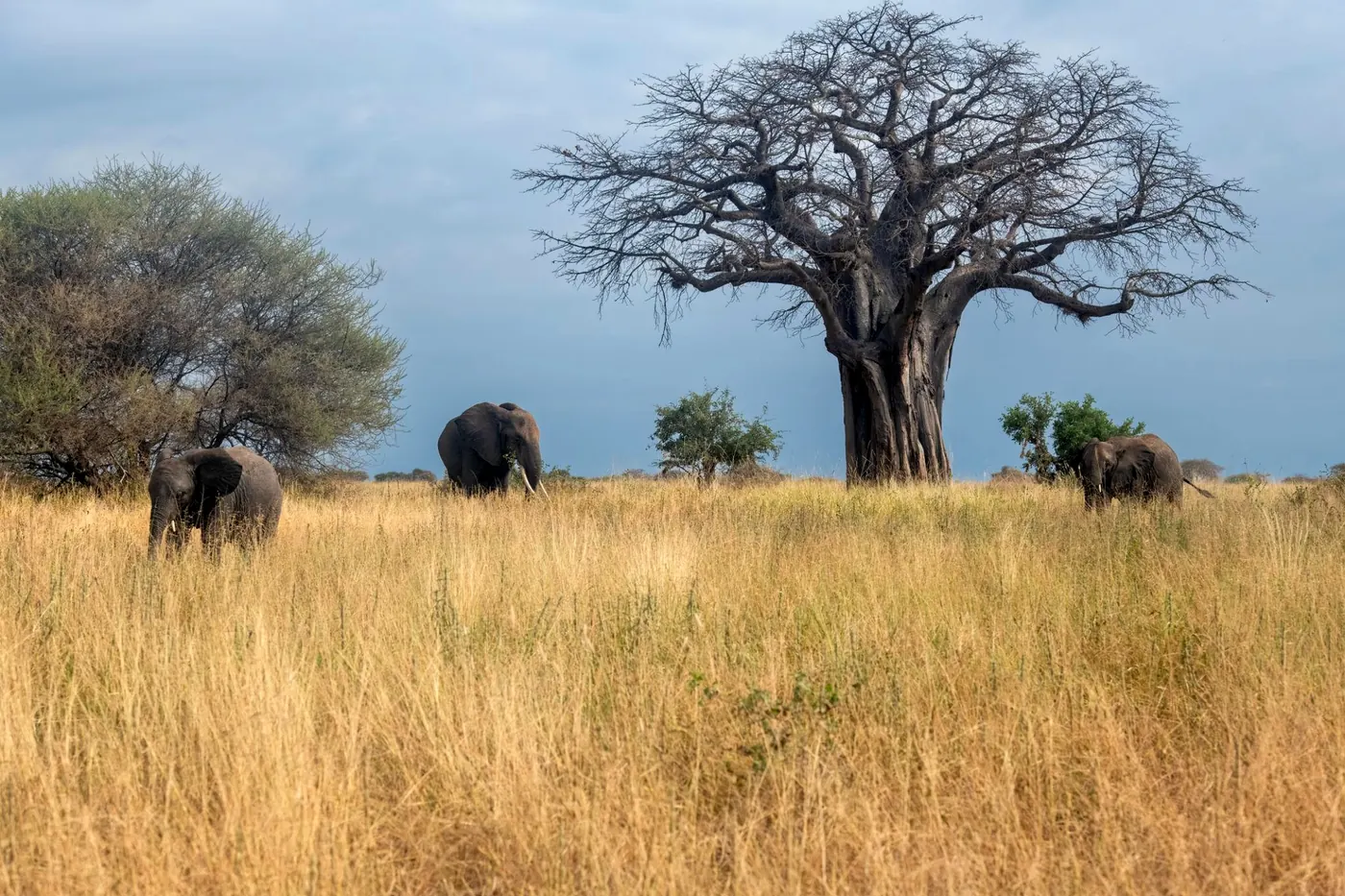 Tarangire Elephant Safari
