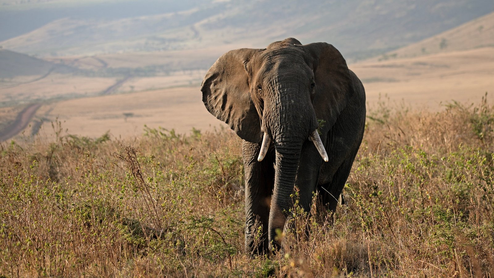 Wild southern Tanzania landscape