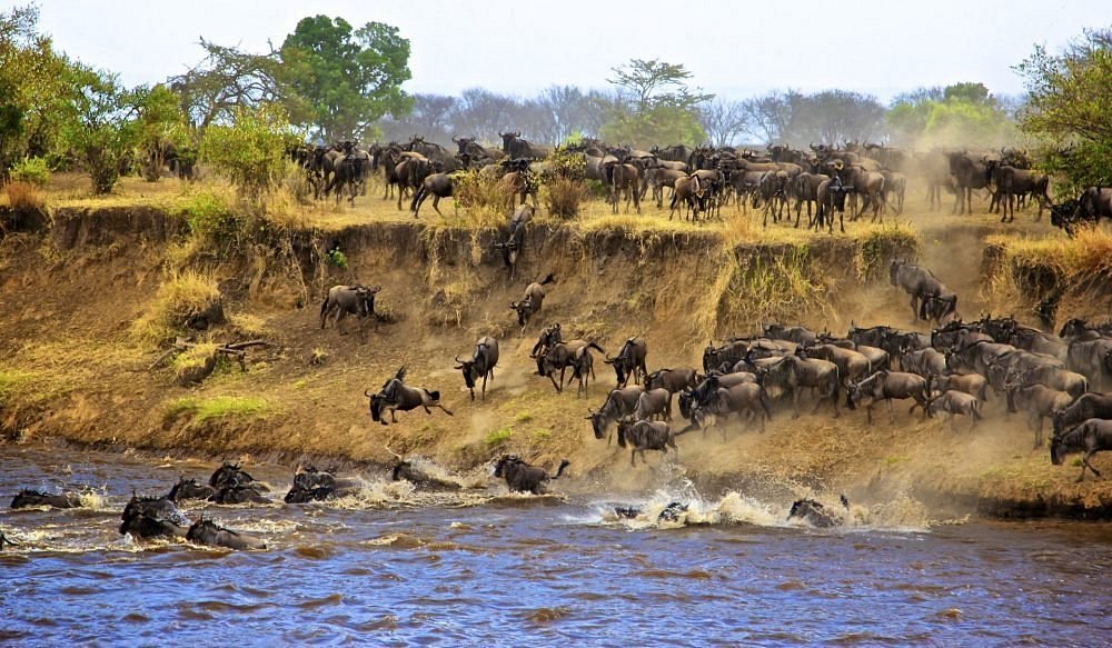 Wildebeest moving through an open Serengeti landscape